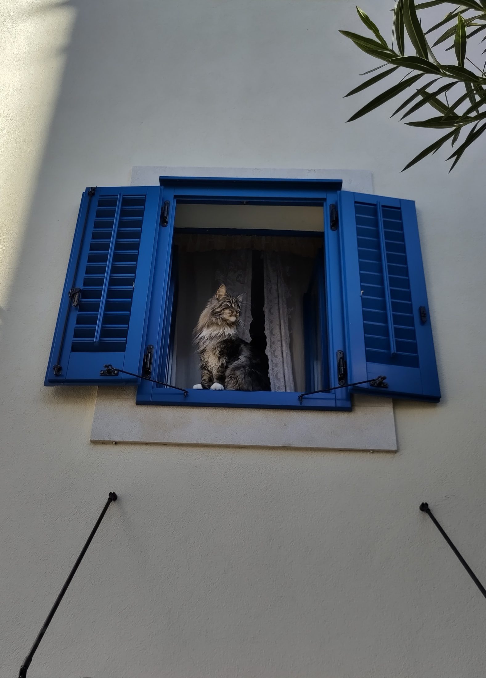 Cat in a blue window