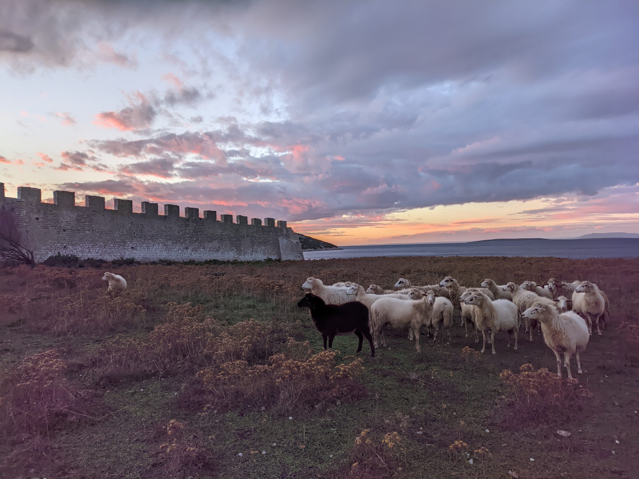 Herd of sheep in Osor