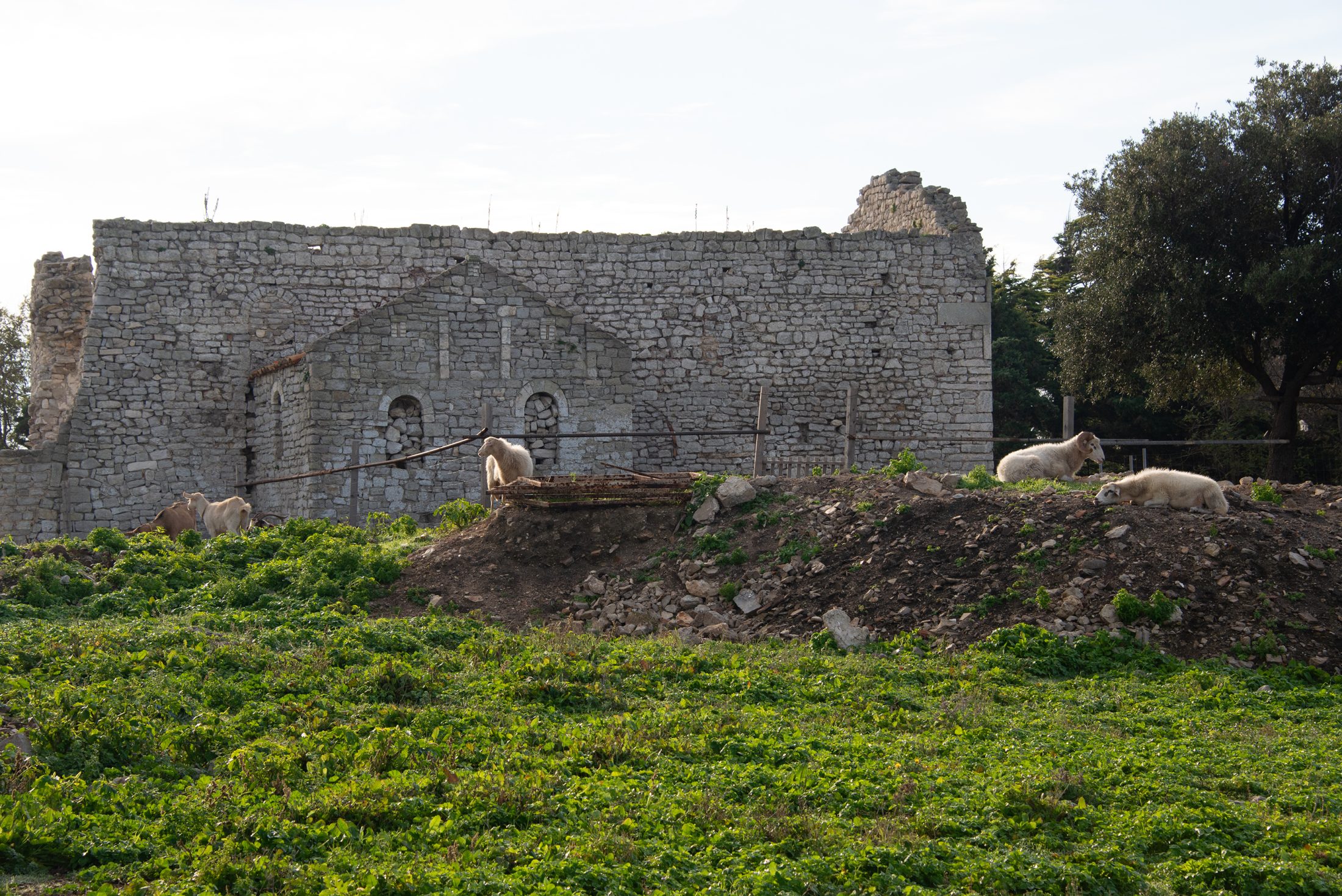 Sheep graze in front of the medieval church of St Peter